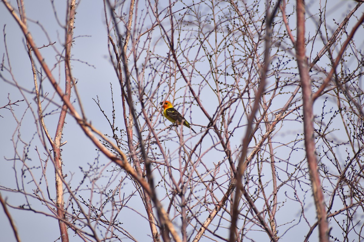 Western Tanager - Lindi Lagman