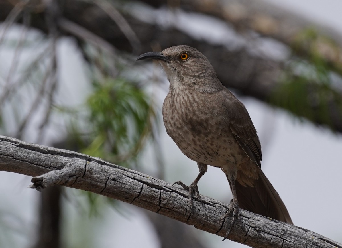 Curve-billed Thrasher - ML580156931