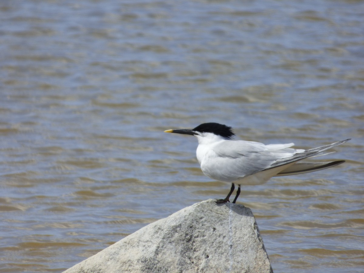 Sandwich Tern - Tarra Lindo