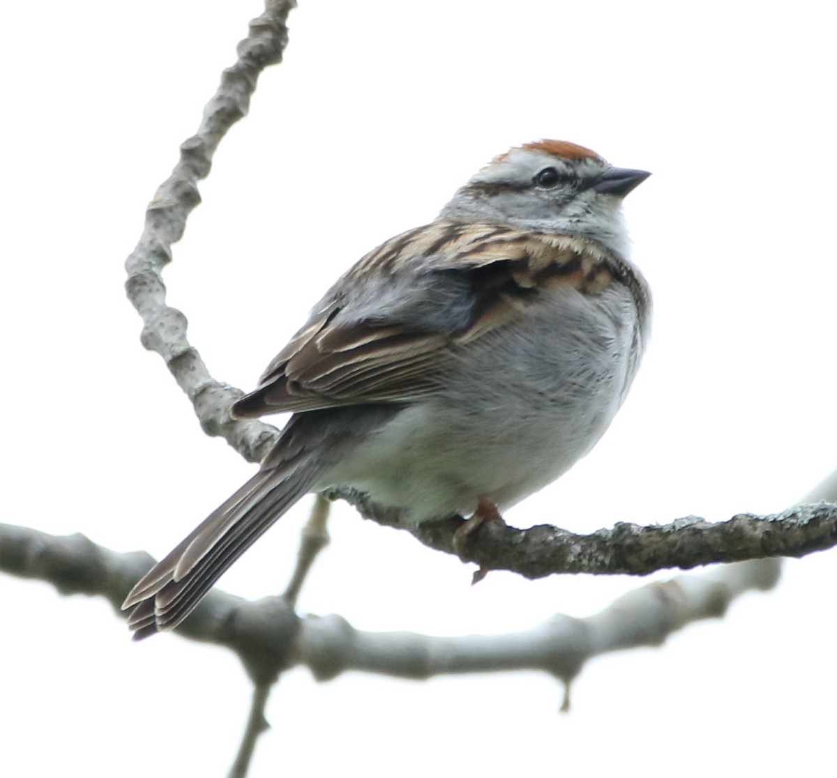 Chipping Sparrow - ML58015791