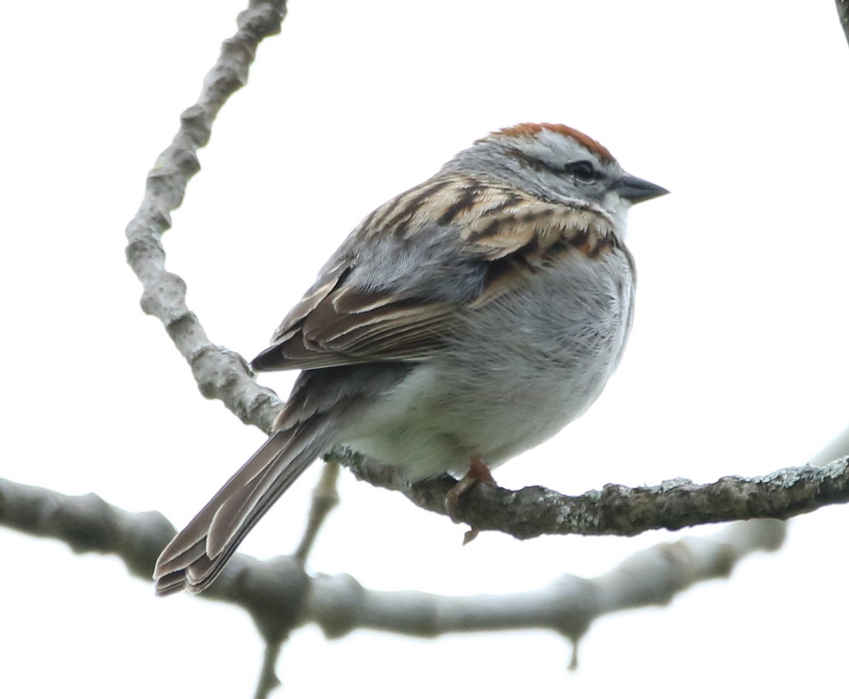Chipping Sparrow - ML58015801