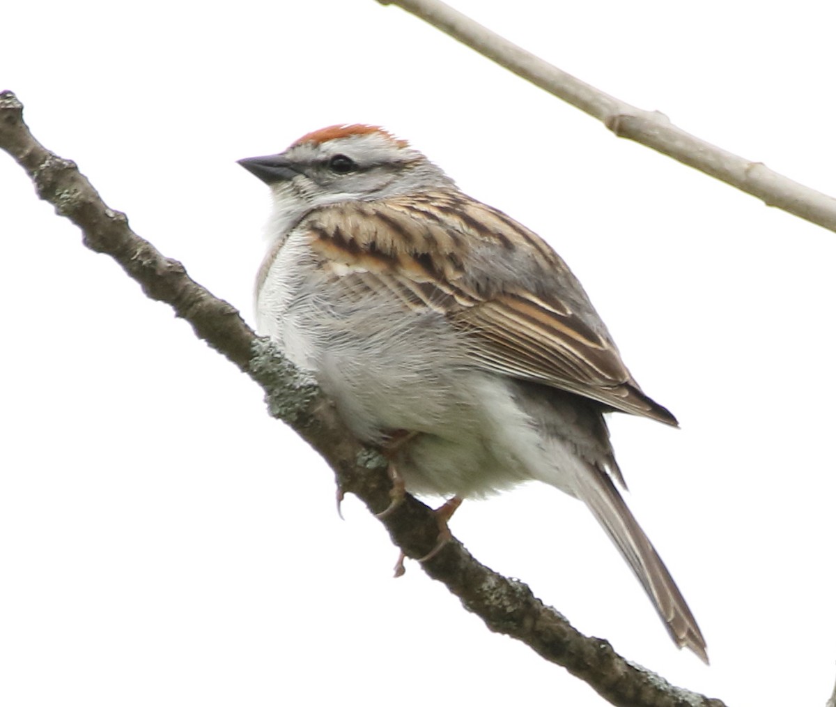 Chipping Sparrow - ML58015811