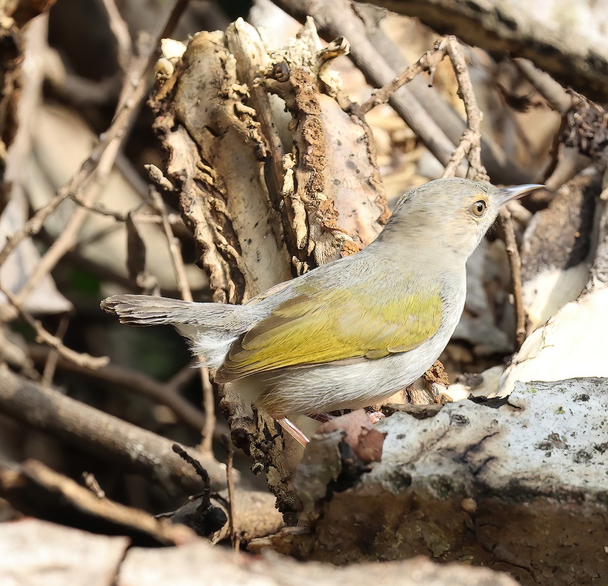 Green-backed Camaroptera - Tom Driscoll