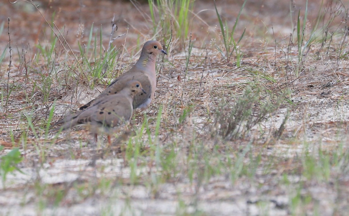 Mourning Dove - ML580158531