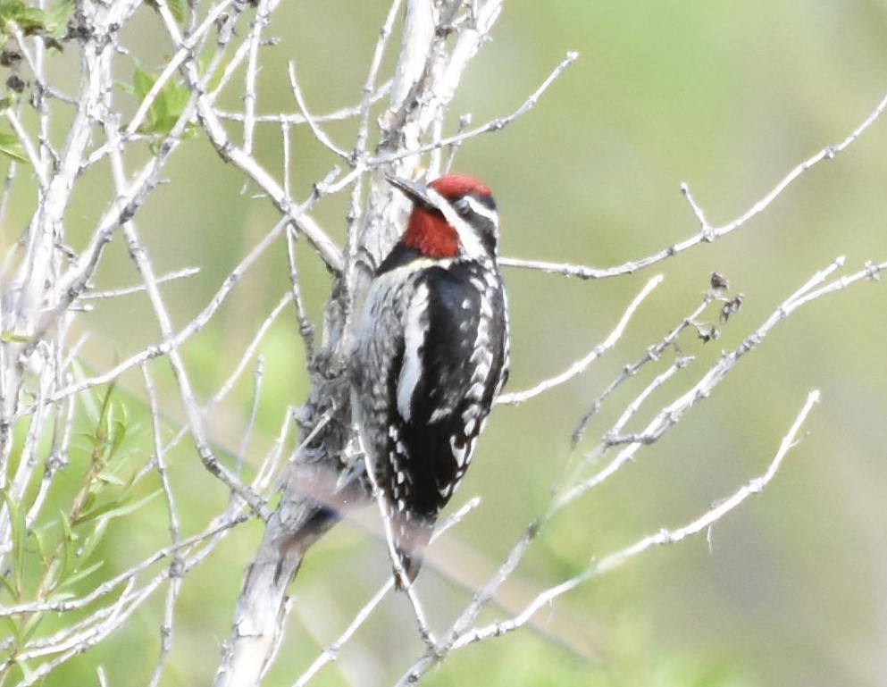 Red-naped Sapsucker - ML580158641