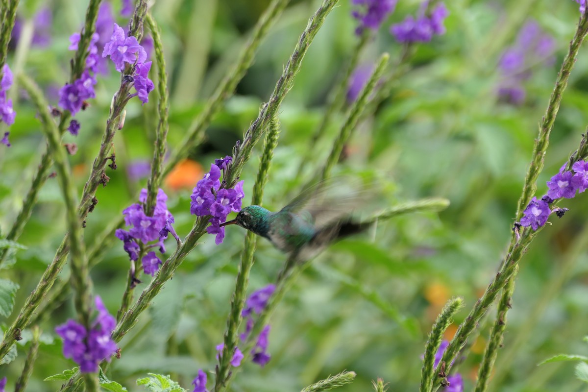 kolibřík subtropický - ML580159651