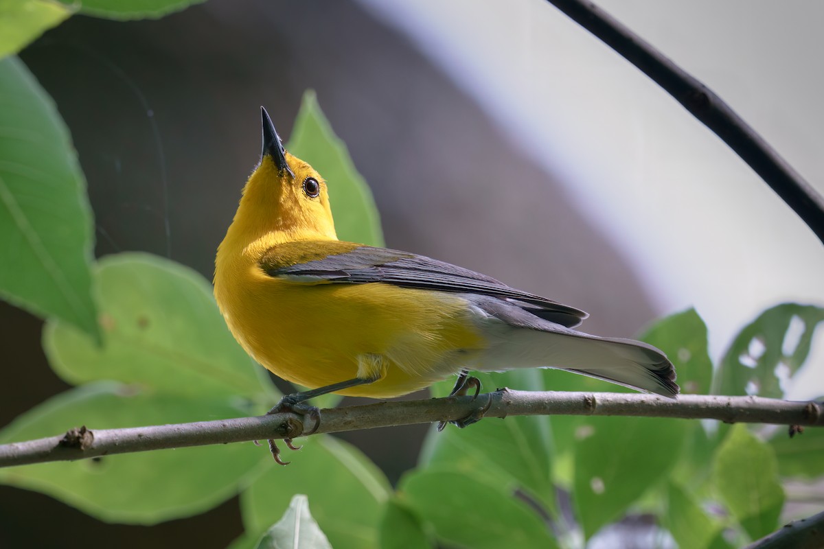 Prothonotary Warbler - Rick Wilhoit