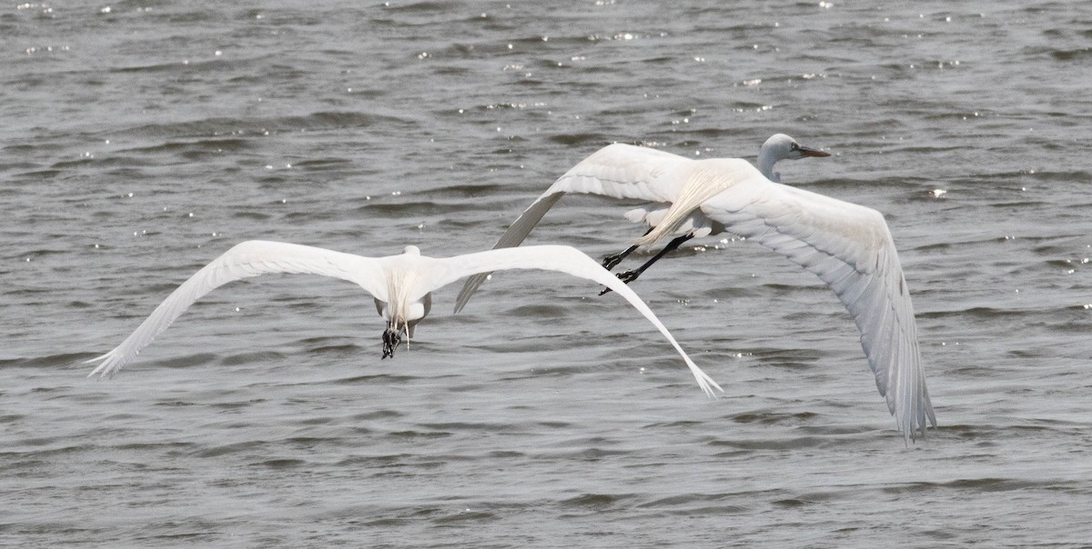 Great Egret - ML580162071