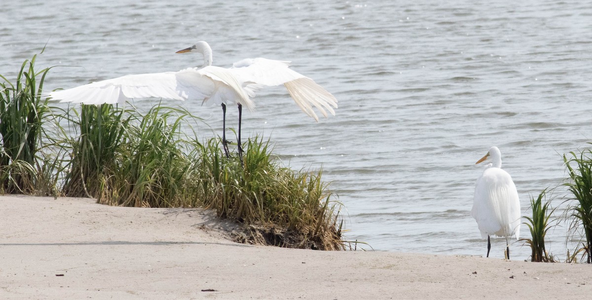 Great Egret - ML580162081