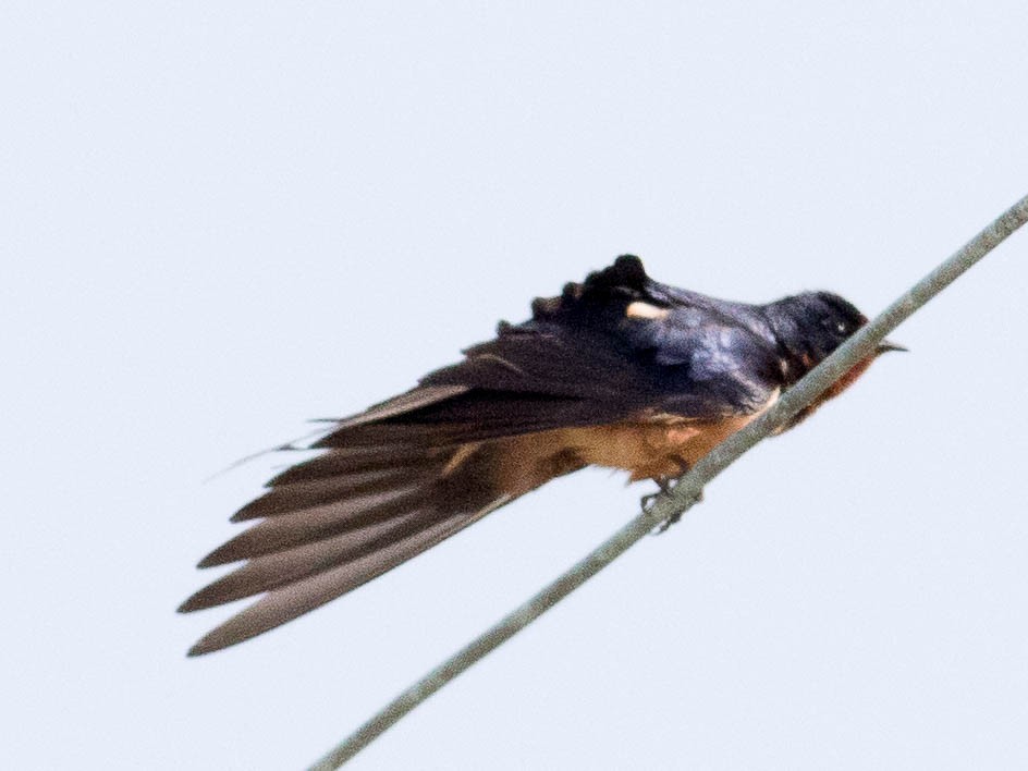 Barn Swallow (American) - ML580162141