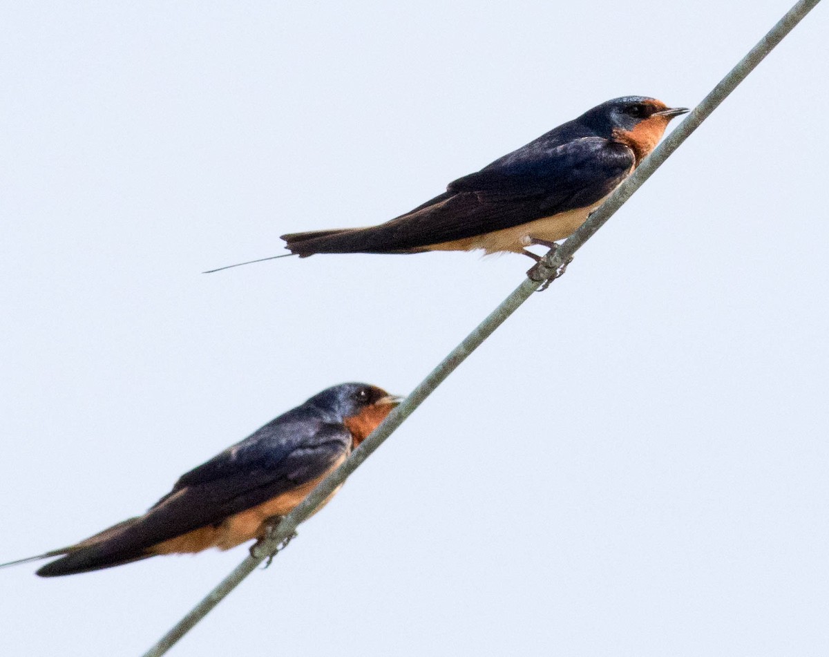 Barn Swallow (American) - ML580162151