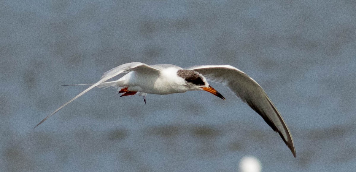 Forster's Tern - ML580163251