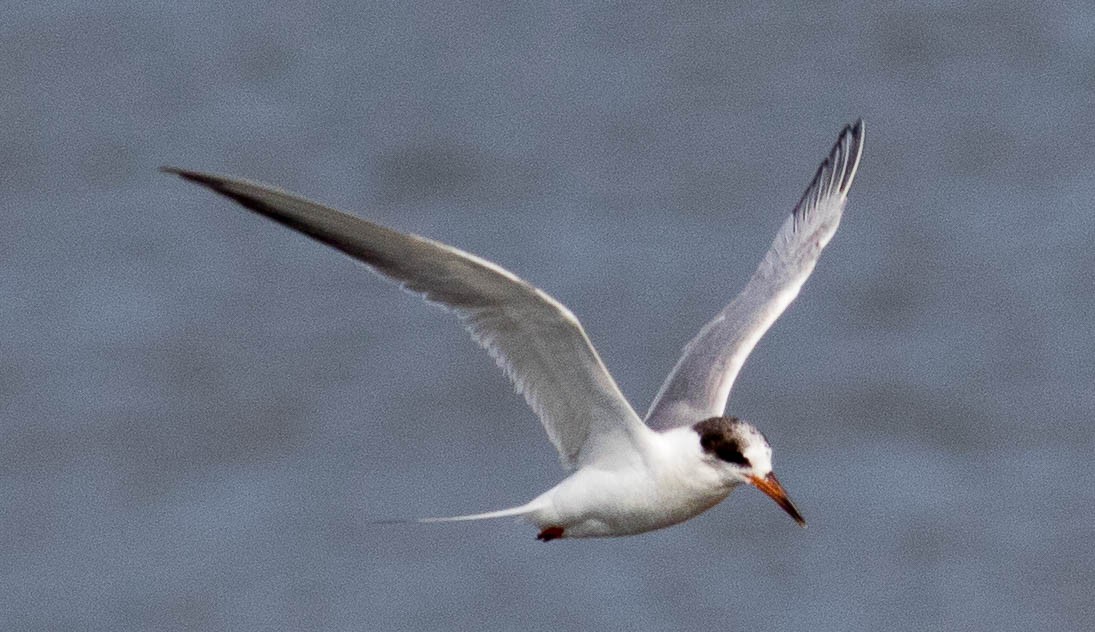 Forster's Tern - ML580163261