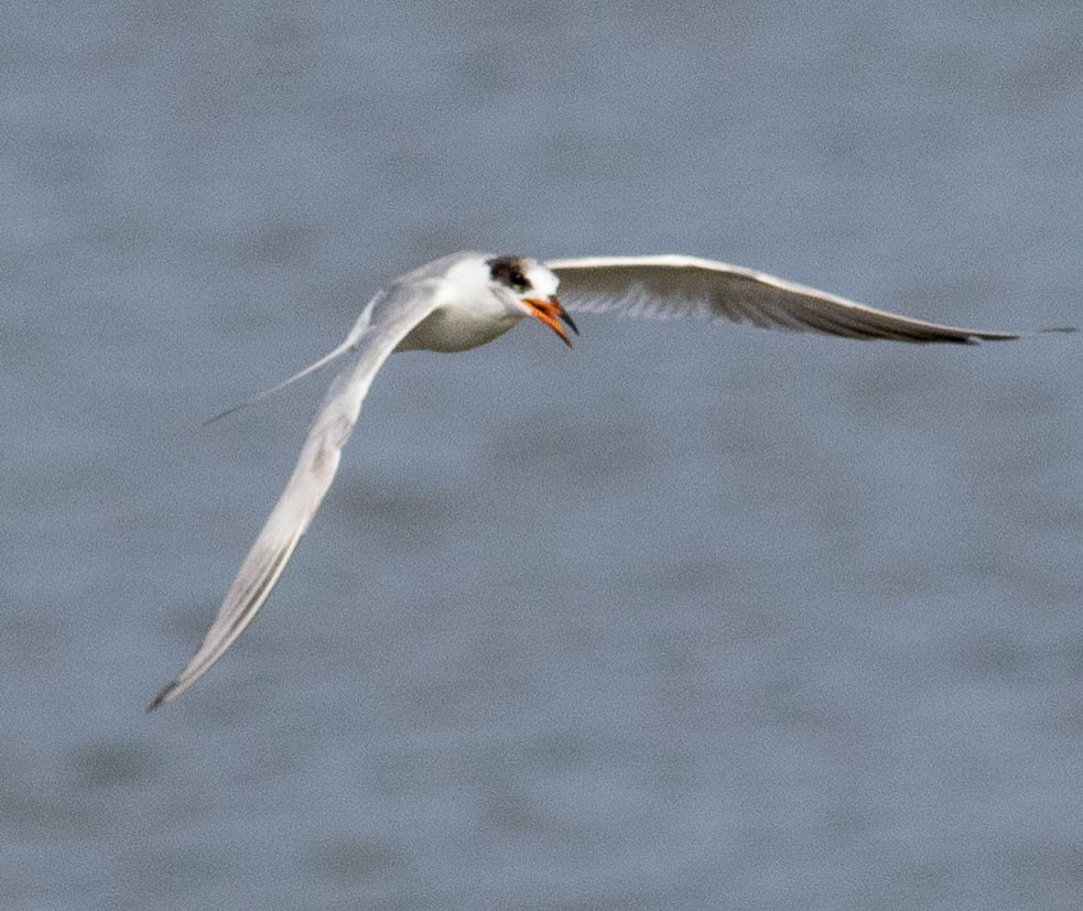 Forster's Tern - ML580163271