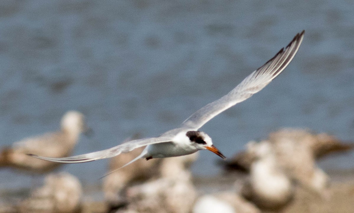 Forster's Tern - ML580163281