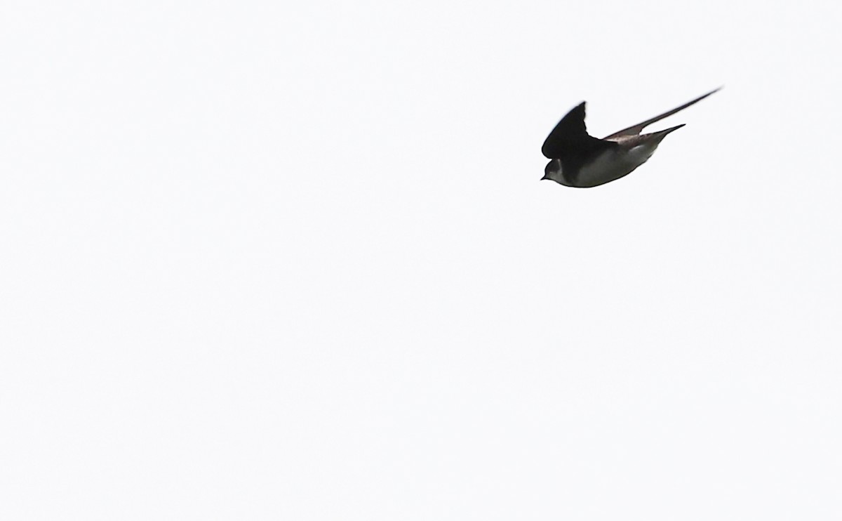 Bank Swallow - ML580163621