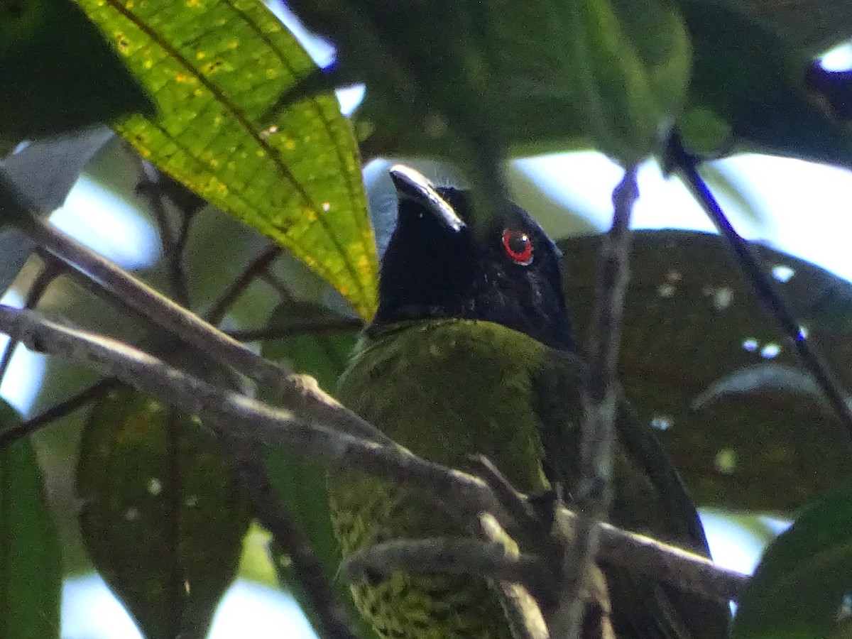 Black-headed Berryeater - ML580164001