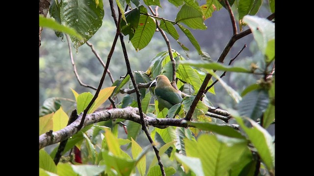 Northern Emerald-Toucanet (Wagler's) - ML580165241