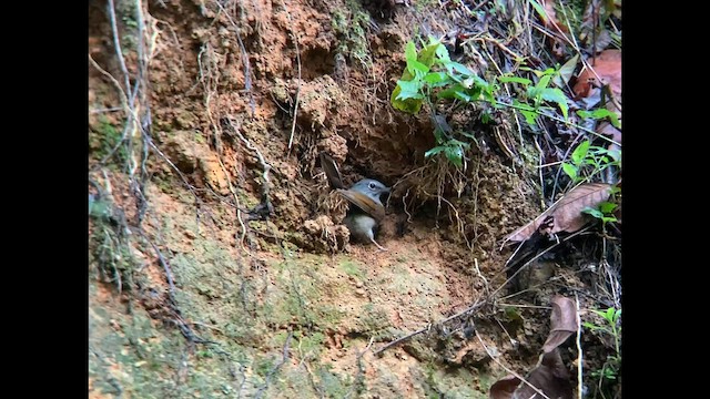 Brown-backed Solitaire - ML580165381