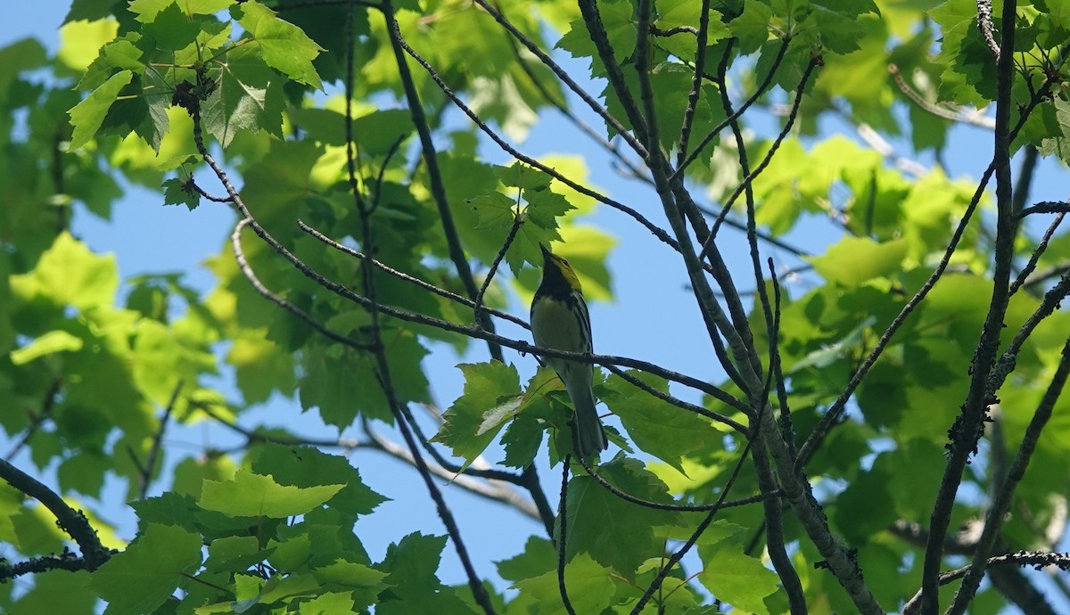 Black-throated Green Warbler - Lisa Morehouse