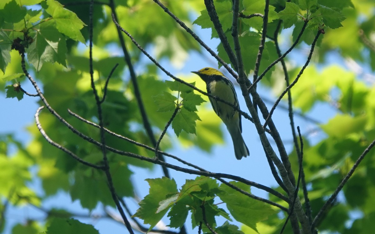 Black-throated Green Warbler - ML580165971
