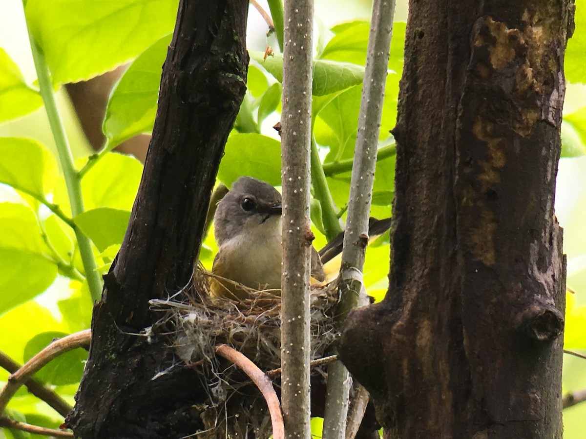 American Redstart - ML58016601