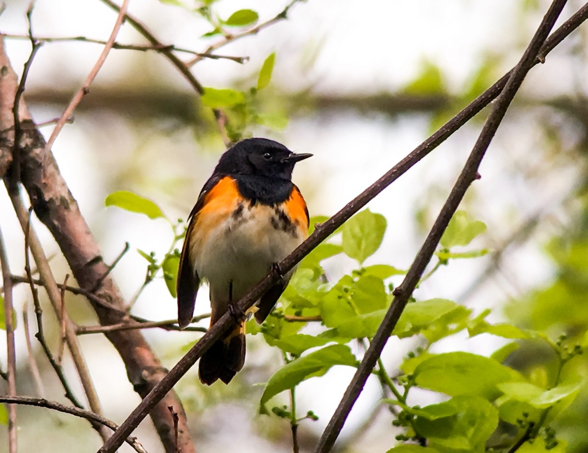 American Redstart - ML58016611