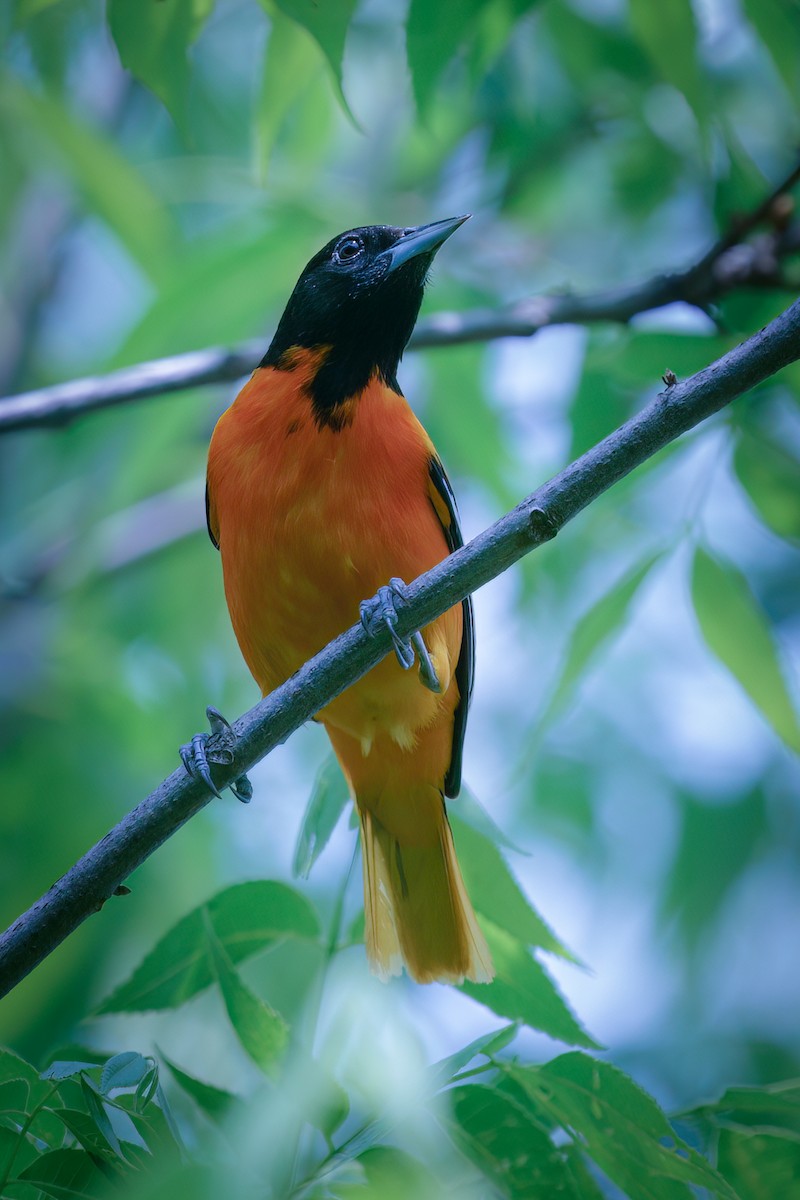 Baltimore Oriole - ML580166161