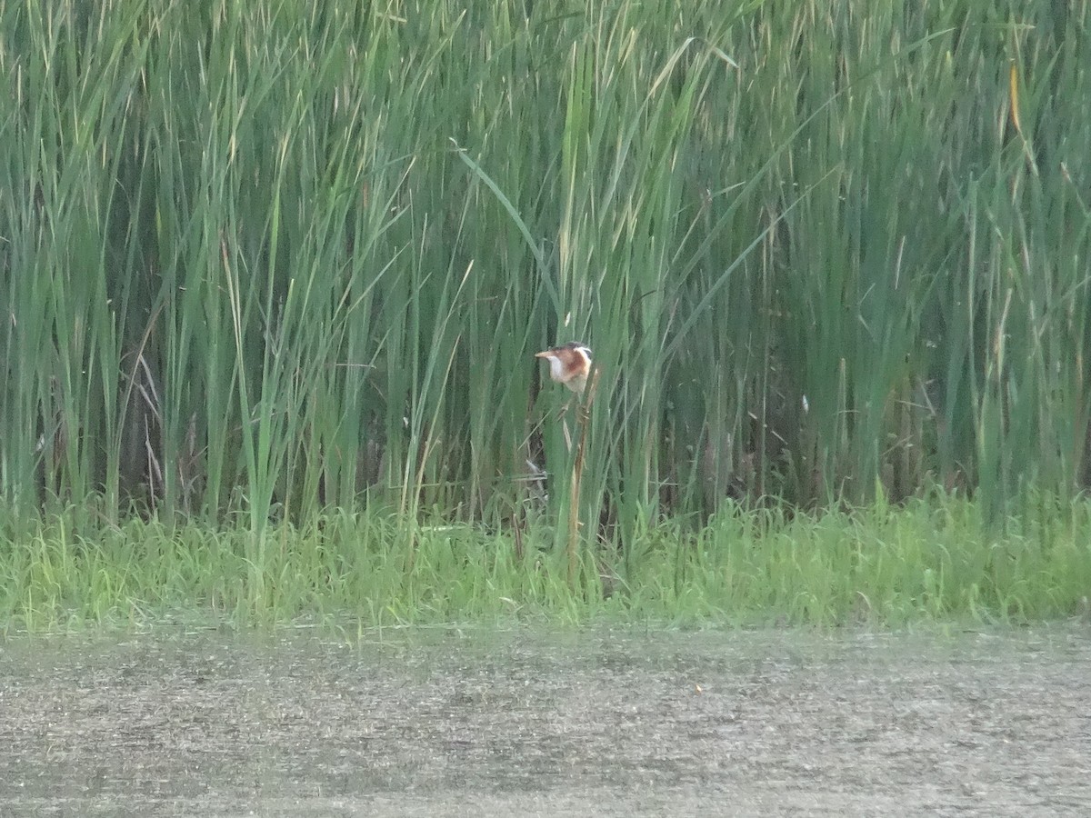 Least Bittern - Jonathan Wilhelm