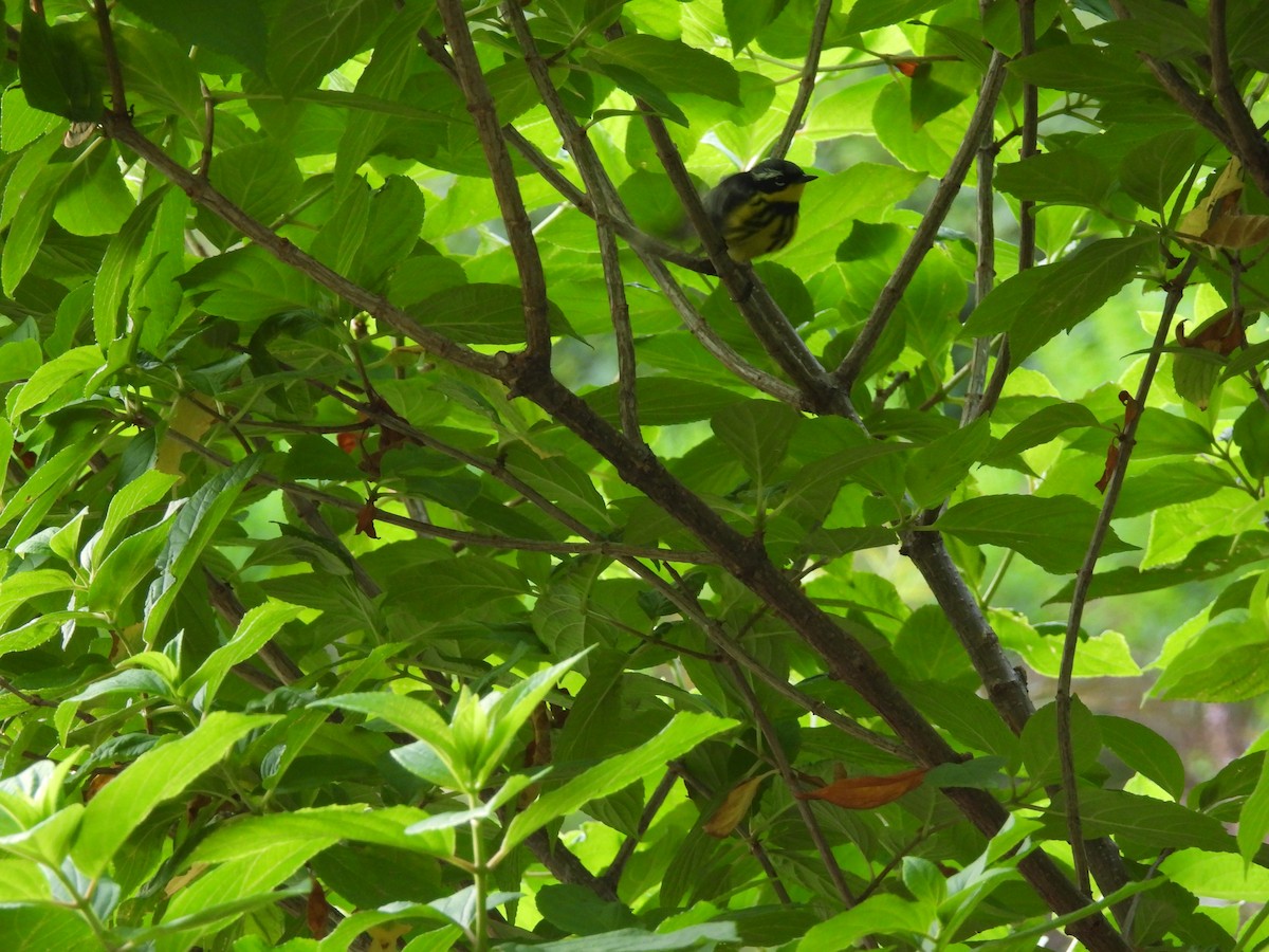 Magnolia Warbler - ML580167891