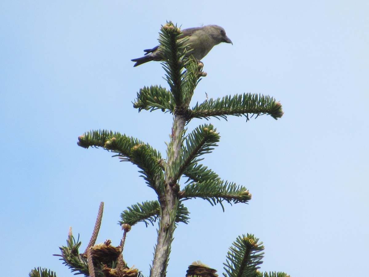 Red Crossbill - Abby Haight