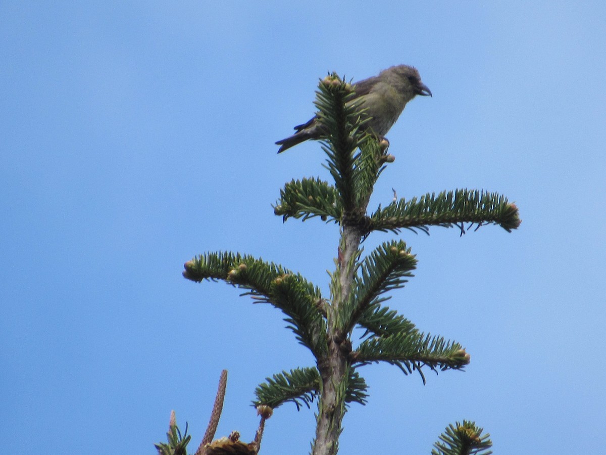 Red Crossbill - Abby Haight