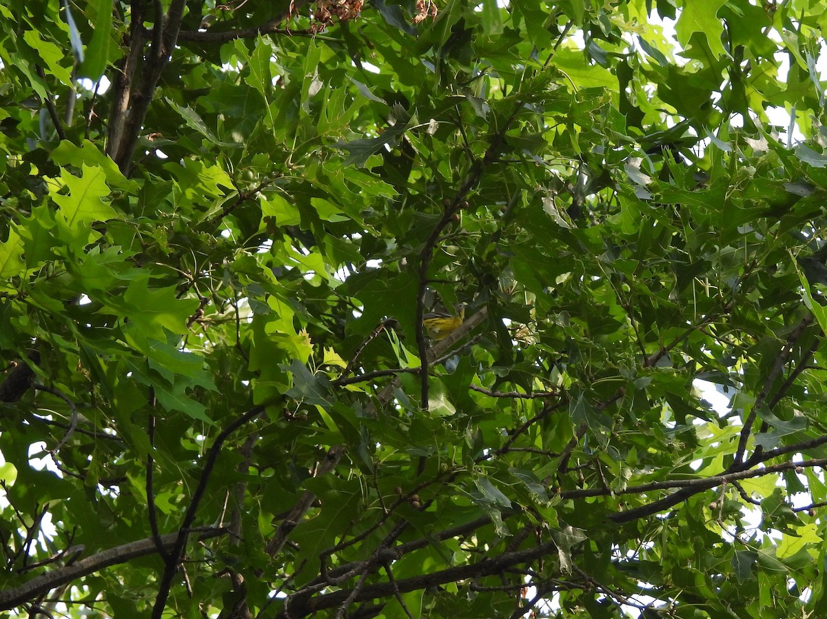 Magnolia Warbler - Brian Marra