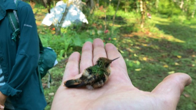 Short-crested Coquette - ML580168391