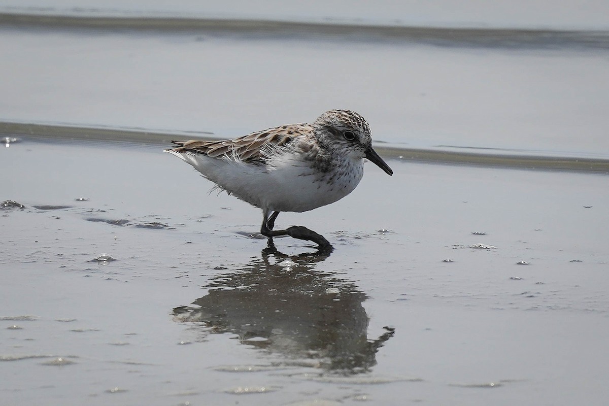 Semipalmated Sandpiper - ML580168481