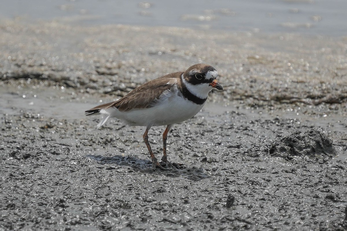 Semipalmated Plover - Thomas Van Huss