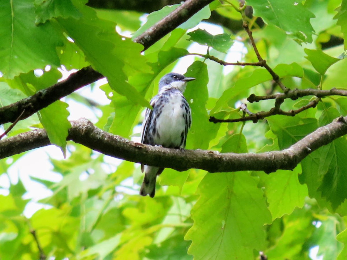 Cerulean Warbler - ML580168661