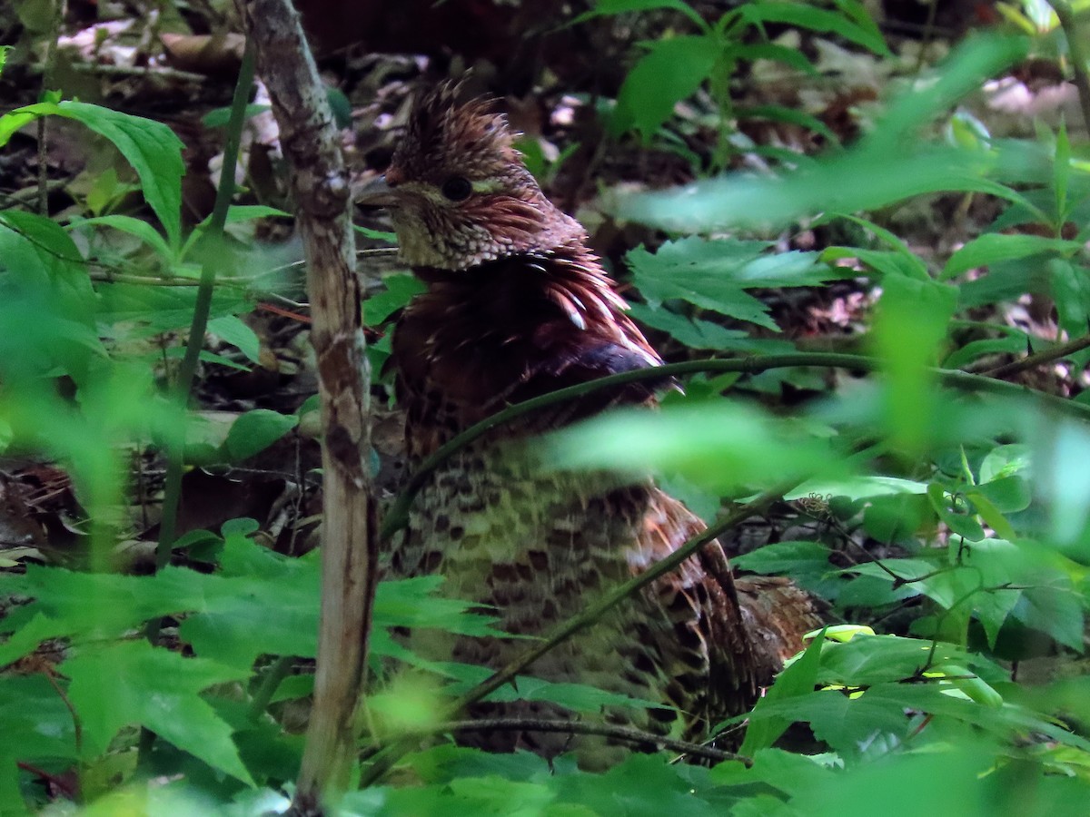 Ruffed Grouse - ML580168781
