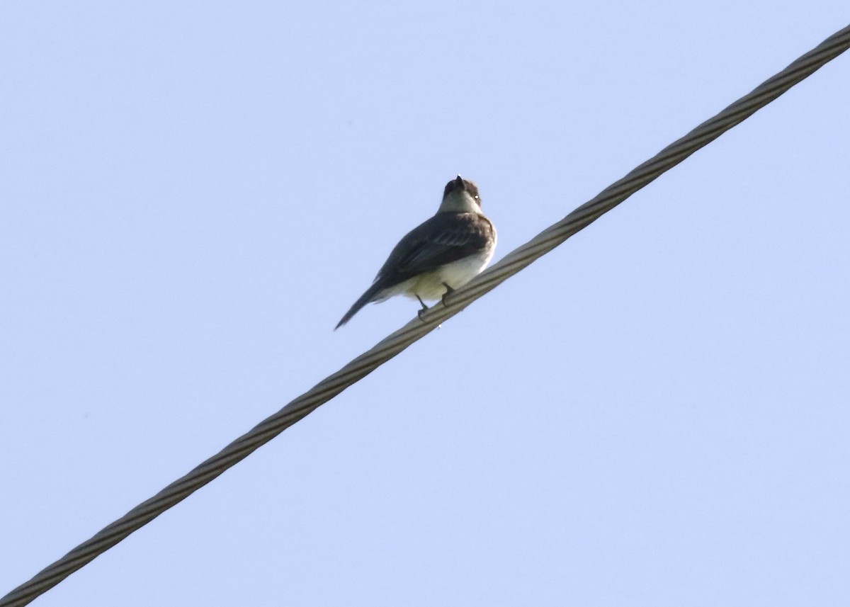 Eastern Phoebe - ML580169041