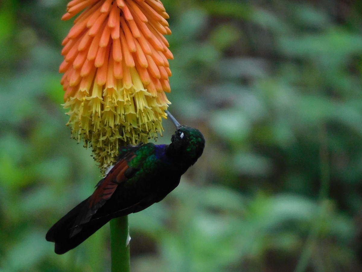 Garnet-throated Hummingbird - ML580169711