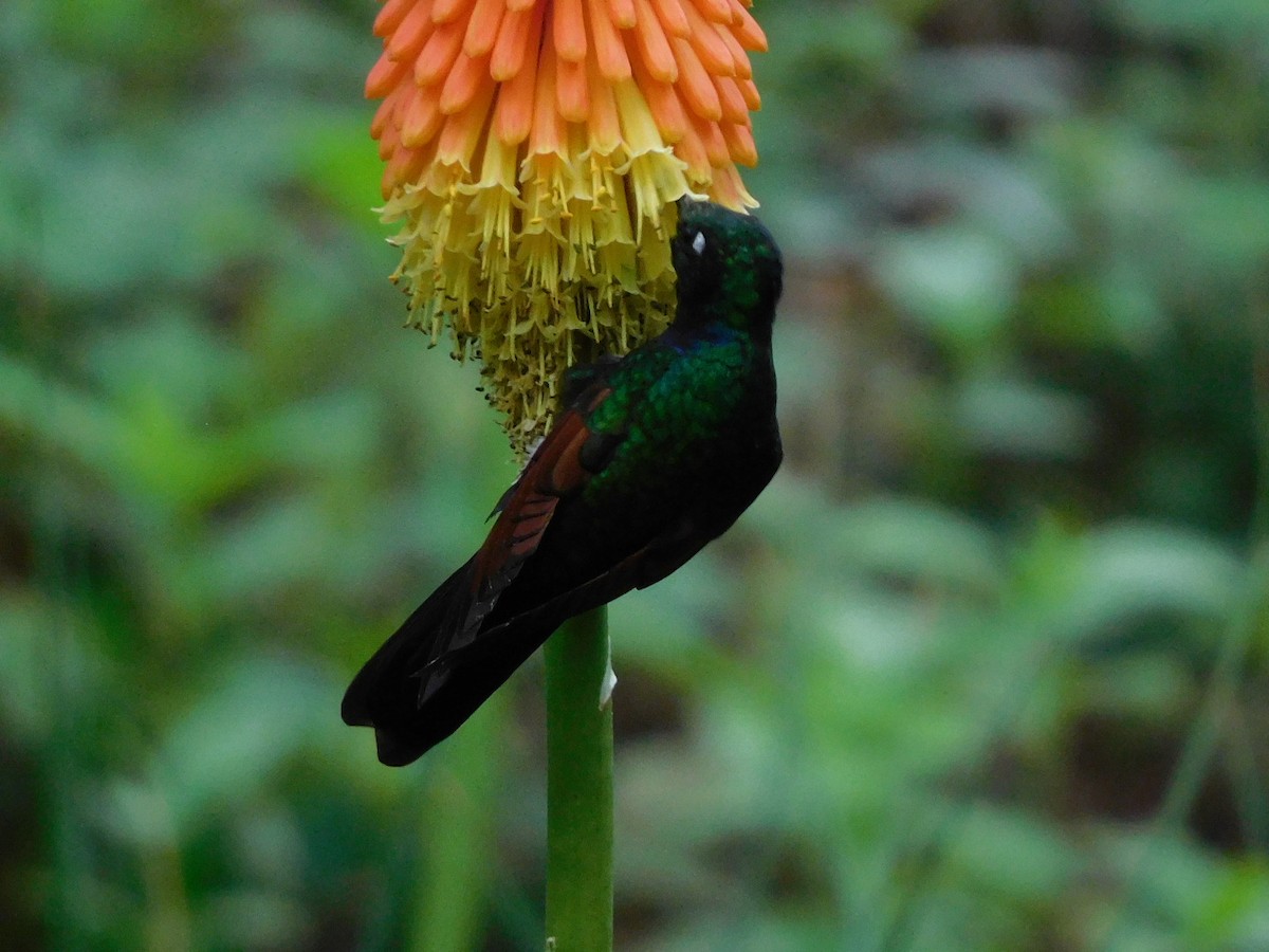 Garnet-throated Hummingbird - ML580169721