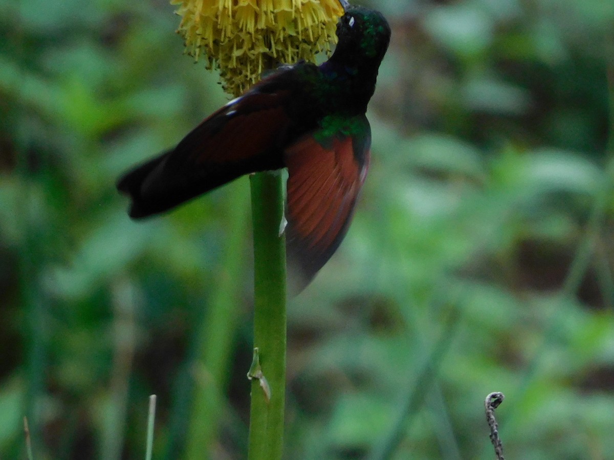 Garnet-throated Hummingbird - ML580169731