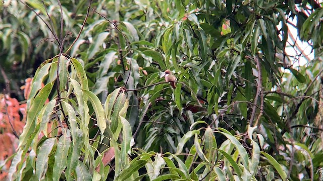 Short-crested Coquette - ML580169831