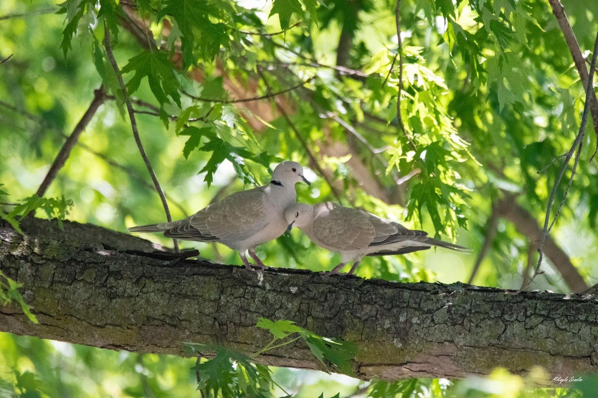 Eurasian Collared-Dove - ML580170481