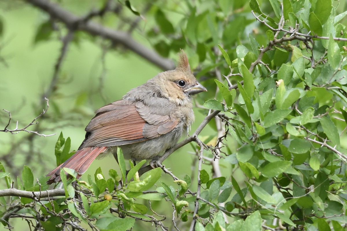 Northern Cardinal - Andrew Lyall