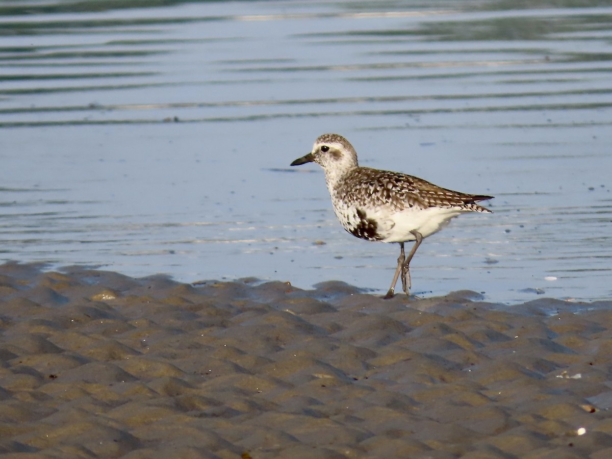 Black-bellied Plover - ML580172311