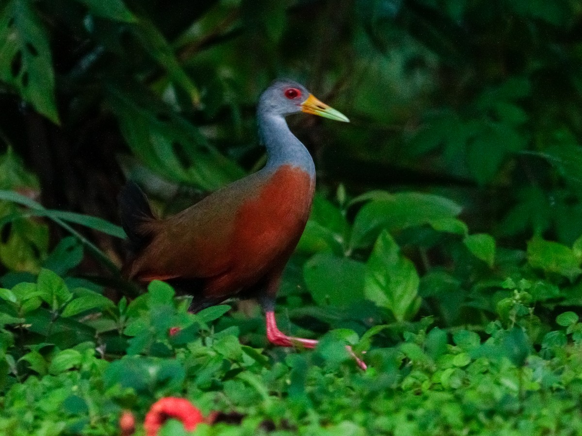Gray-cowled Wood-Rail - ML580173771