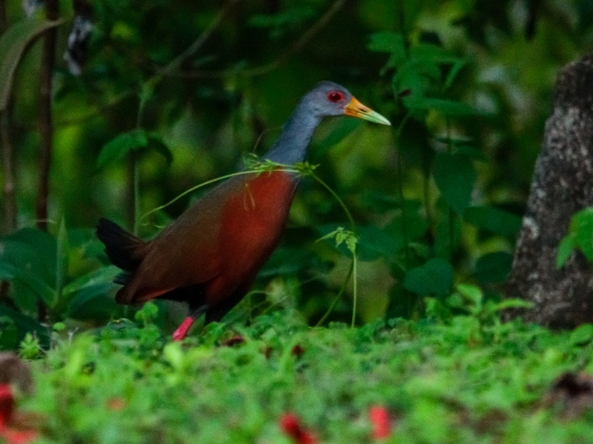 Gray-cowled Wood-Rail - ML580173781
