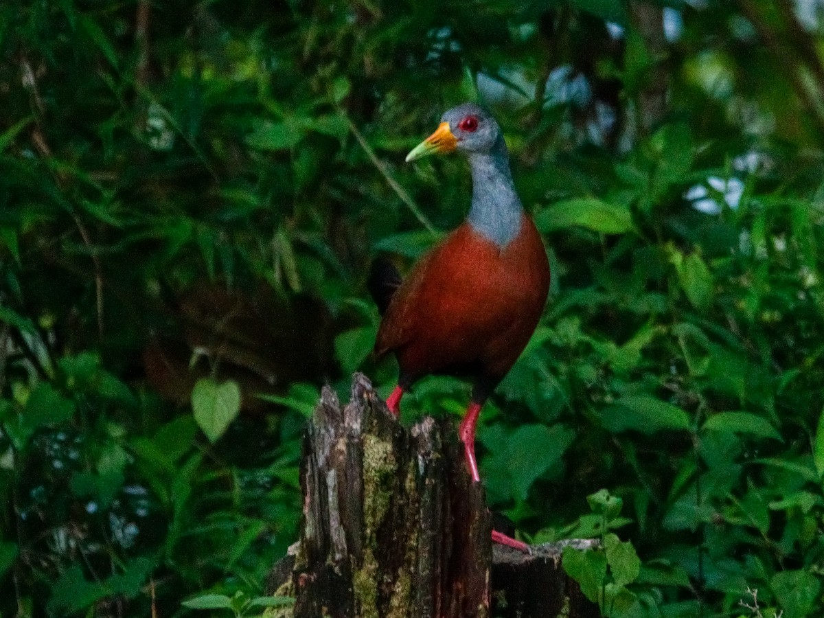Gray-cowled Wood-Rail - ML580173791