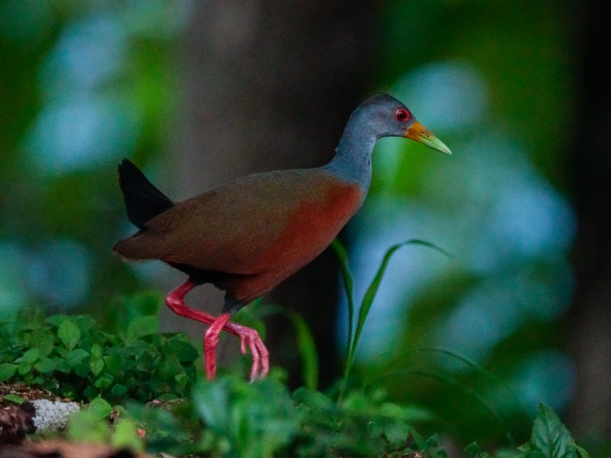 Gray-cowled Wood-Rail - ML580173801
